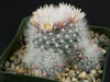 Mammillaria schwarzii