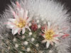 Mammillaria schwarzii