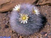 Mammillaria schwarzii