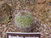 Mammillaria scrippsiana