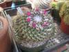 Mammillaria scrippsiana