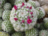 Mammillaria scrippsiana