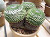 Mammillaria sempervivi