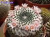 Mammillaria sempervivi