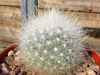 Mammillaria senilis