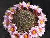 Mammillaria sheldonii