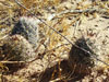 Mammillaria sheldonii