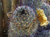 Mammillaria sheldonii