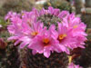 Mammillaria sheldonii