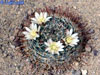 Mammillaria sinistrohamata