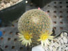 Mammillaria solisioides