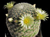 Mammillaria solisioides