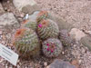 Mammillaria sonorensis