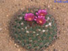 Mammillaria sonorensis