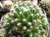 Mammillaria sphaerica