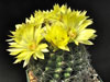 Mammillaria sphaerica