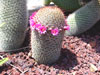 Mammillaria spinosissima