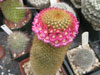 Mammillaria spinosissima