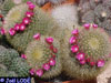 Mammillaria spinosissima