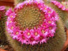 Mammillaria spinosissima