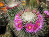 Mammillaria spinosissima