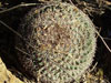 Mammillaria standleyi