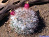 Mammillaria standleyi