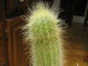 Micranthocereus streckeri