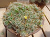 Mammillaria surculosa