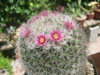 Mammillaria tayloriorum