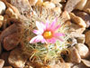 Mammillaria tepexicensis