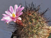 Mammillaria tetrancistra