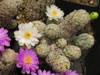 Mammillaria theresae