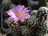 Mammillaria theresae