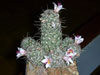 Mammillaria thornberi