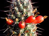 Mammillaria thornberi