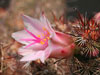 Mammillaria thornberi