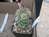 Mammillaria tonalensis