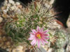 Mammillaria tonalensis