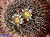 Mammillaria uncinata