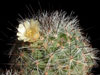 Mammillaria vetula