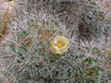 Mammillaria vetula