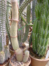 Micranthocereus violaciflorus