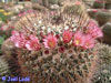 Mammillaria wagneriana