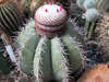 Melocactus levitestatus