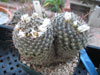 Mammillaria weingartiana