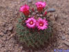 Mammillaria wiesingeri