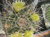 Mammillaria winterae