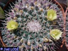 Mammillaria winterae