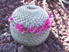 Mammillaria hahniana